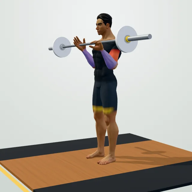 Barbell Curl — 3D demo