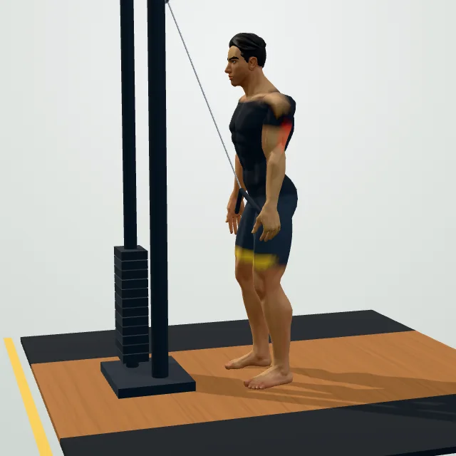 Triceps Rope Pushdown — 3D demo